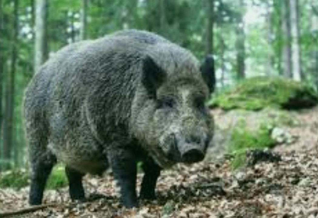 24 положителни проби за африканска чума от старта на ловния